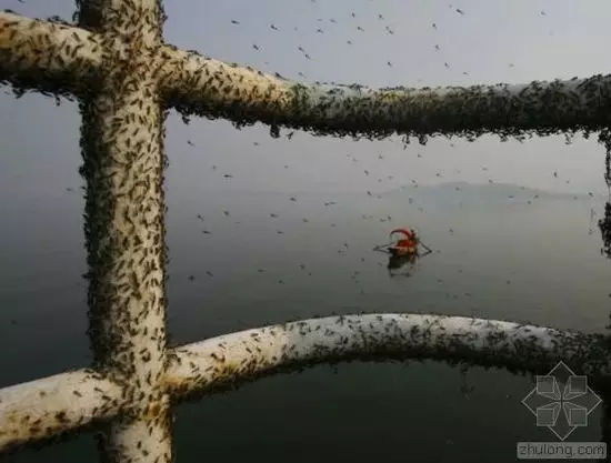 行业新闻|看看外媒眼中的中国水污染：比空气污染更严重！